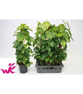 Pothos Tuteur pot de 19 H 100