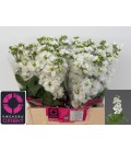 Giroflée Aida Blanche 50 cm