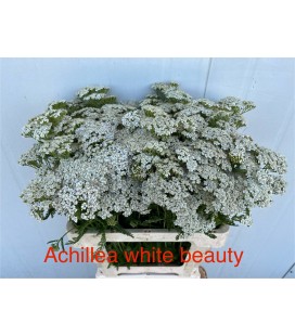 Achilée White Beauty 60 cm
