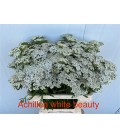 Alchemille White Beauty 60 cm