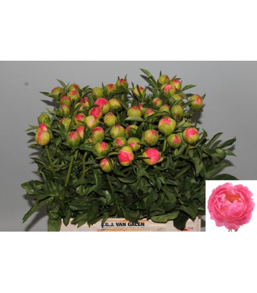 Pivoine Coral Sunset