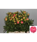 Pivoine Coral Sunset