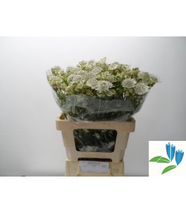 Astransia Shaggy 55 cm