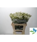 Astrensia Shaggy 60/70 cm