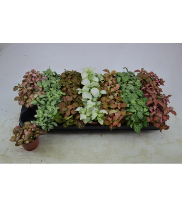 Fittonia pot de 8.50 mix