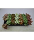 Fittonia pot de 8.50 mix