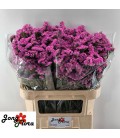 Statice Musical Wings 75 cm