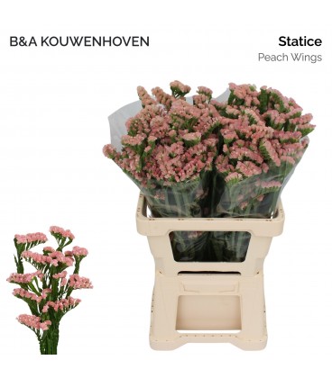 Statice Peach wings 70 cm