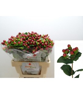 Hypericum Mag Seasons 60 cm x 25