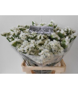 Statice White Star Wings 65 cm