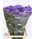 Statice Girlie Wings 70 cm