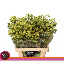 Limonium Pineap diam 60 cm
