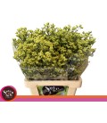 Limonium Pineap diam 75 cm
