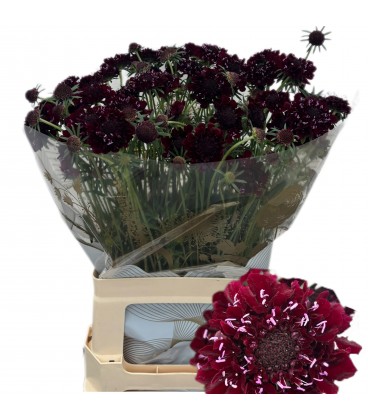 Scabieuse F scoop black 75 cm