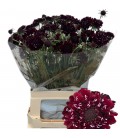Scabieuse F scoop black 75 cm