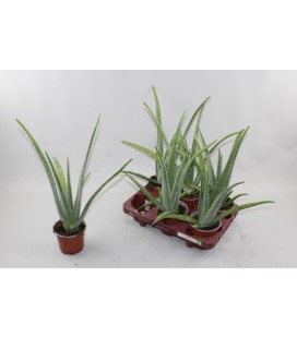 Aloe verra pot de 12 h 45