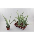 Aloe verra pot de12 h 40