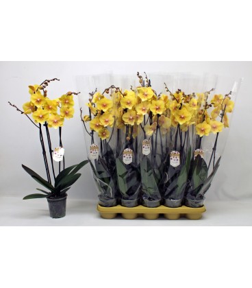 Phalaeno Geel pot de 12 h 65 cm 2 b