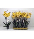 Phalaeno Geel pot de 12 h 65 cm 2 b