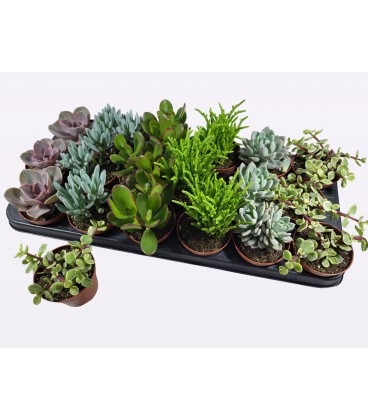Succulentes pot de 8.50 