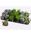 Succulentes pot de 8.50 