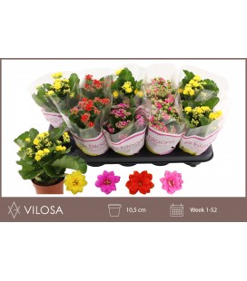 Kalanchoe Mix 4 coul Ø 10.5