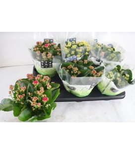 Kalanchoe pot de 15