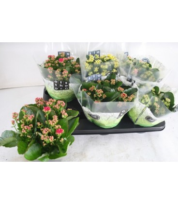 Kalanchoe pot de 15