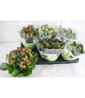 Kalanchoe pot de 15