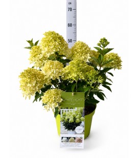 Hortensia Paniculata pot de 26 h 60