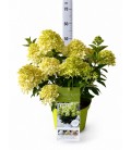Hortensia Paniculata pot de 26 h 60