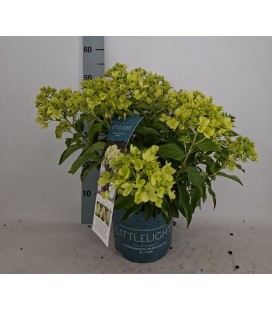 Hortensia paniculata Ø 23 h 50