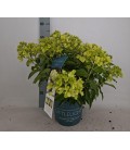 Hortensia paniculata Ø 23 h 50