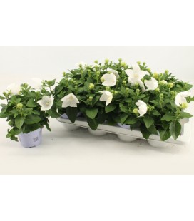 Platycodon blanc Ø 13 cm