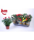 Rosier Monde pot de 12 