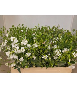 Saponaire blanche 60 cm ( la botte)