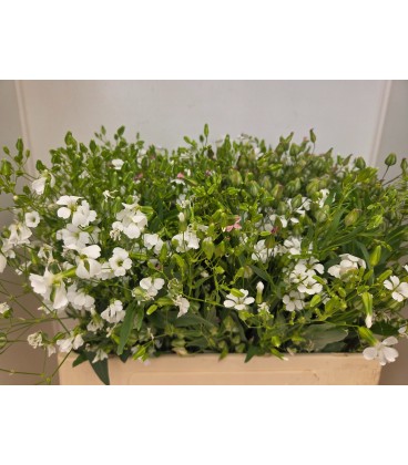 Saponaire blanche 60 cm ( la botte)