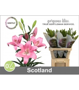 Lys Scotland 90 cm