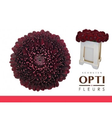 Germini Pom Blackpearl