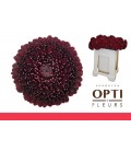 Germini Pom Blackpearl