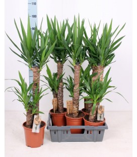 Yucca pot de 19 h 110 cm