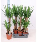 Yucca pot de 19 h 110 cm