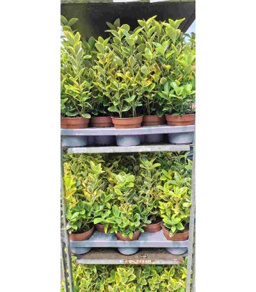 Fusain aureus pot de 13