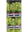 Fusain aureus pot de 13