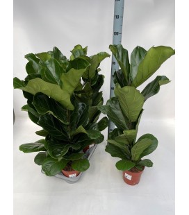 Ficus Lyrata pot de 17 h 80