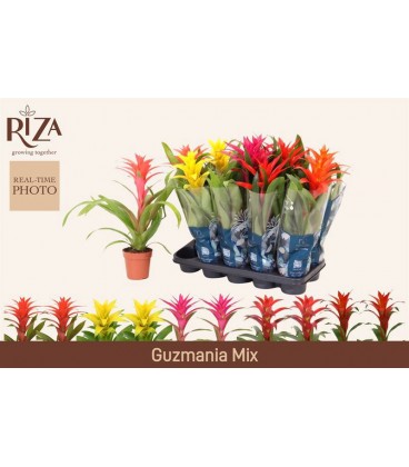 Guzmania mix Ø 12 