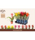 Guzmania mix Ø 12 
