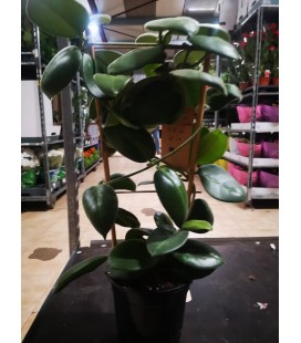 Hoya calyc stargazer Ø 17