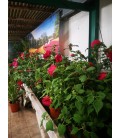 Hibiscus Moscheutos 4L  FR