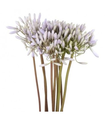 AgapantheLesprit bleu clair 80 cm